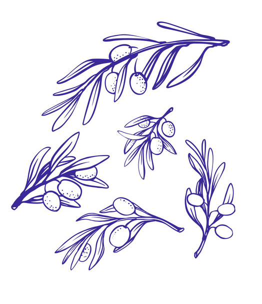 olive branches sketch style on white - Vettoriali, immagini