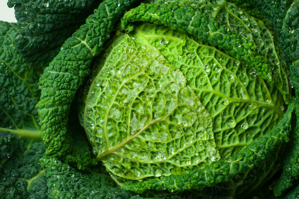 Свежие зеленые листья савойской головы капусты с каплями воды - Фото, изображение