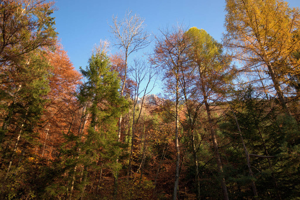 Colorful autumn mood in Planken in Liechtenstein 11.11.2020 - Foto, imagen