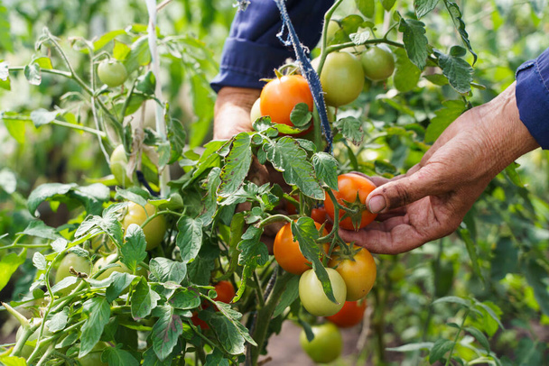 As mãos dos agricultores estão a segurar tomates. Um agricultor trabalha numa estufa. Conceito de colheita rica - Foto, Imagem