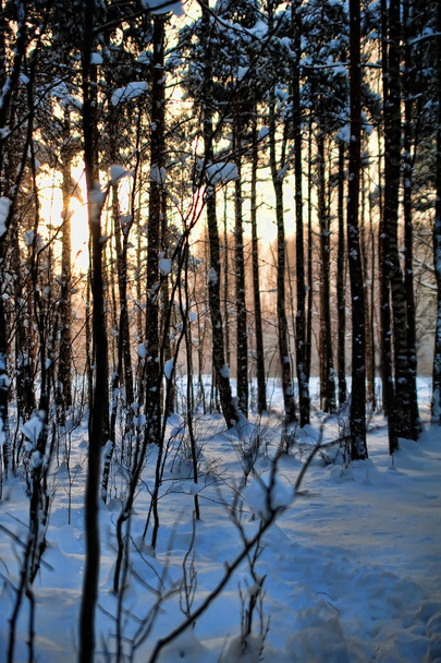Evening forest snowy landscape - Zdjęcie, obraz