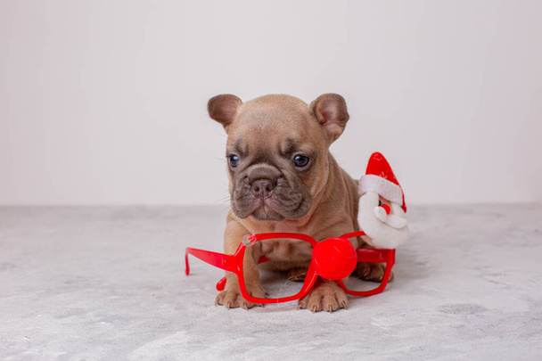 Ranskalainen bulldog pentu jouluksi tausta, Santa karnevaali lasit, joulu - Valokuva, kuva