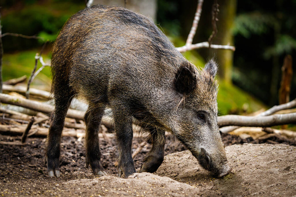 νεαρό άγριο γουρούνι που ψάχνει για τροφή στο δάσος, Bohmenwald - Φωτογραφία, εικόνα