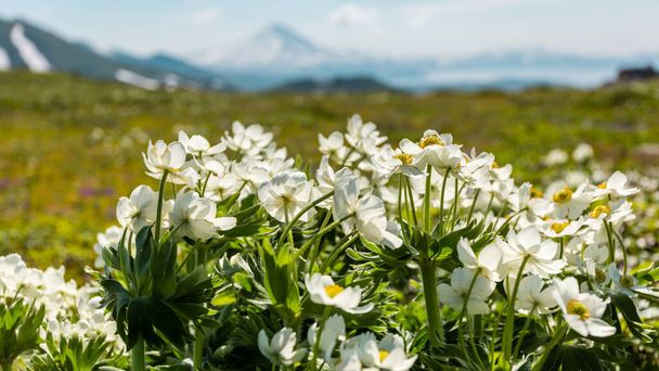 Anemone nemorosa in the mountains in spring, macro of the beautiful Wood anemones flowers with soft focus. Kamchatka, Russia - Photo, Image
