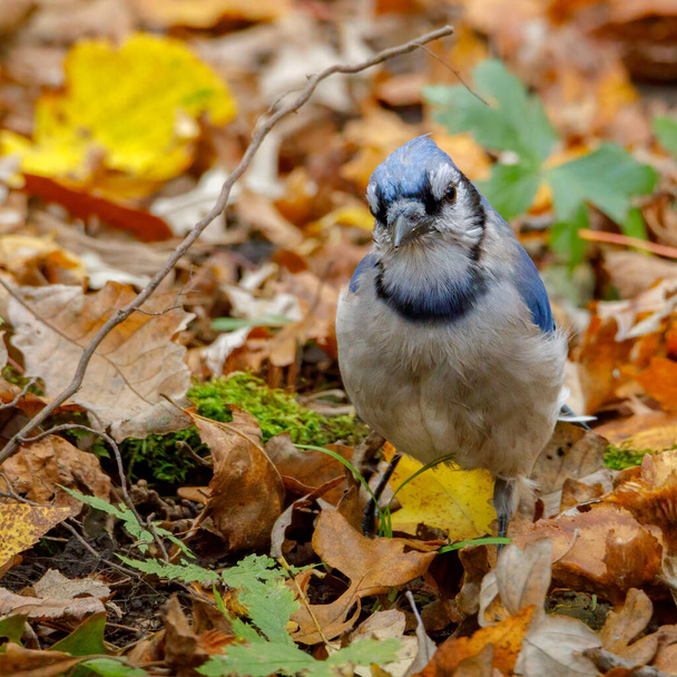 Közelről egy kék jay (Cyanocitta cristata) a földön ősszel színes levelekkel. Szelektív fókusz, háttérhomályos és homályos előtér. - Fotó, kép