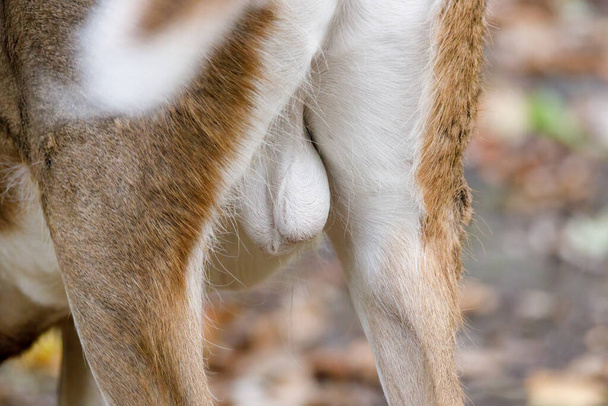 Primer plano de los ciervos de cola blanca (Odocoileus virginianus) testículos durante el otoño. Enfoque selectivo, desenfoque de fondo y desenfoque de primer plano. - Foto, imagen