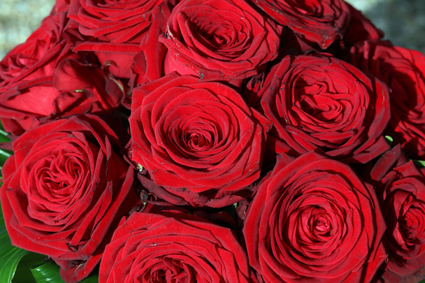 Un ramo de rosas rojas maravillosas  - Foto, Imagen