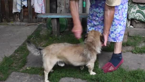 Старшая женщина расчесывает шерсть собаки смешанной породы на заднем дворе. Настоящая сельская сцена - Кадры, видео