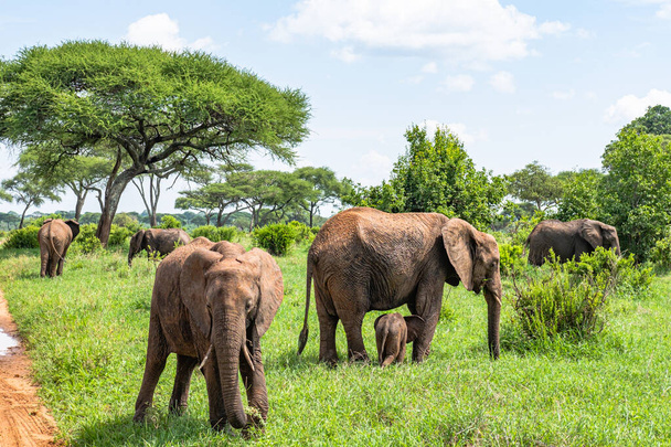 Manada de elefantes en el Parque Nacional Tarangire, Tanzania - Foto, Imagen