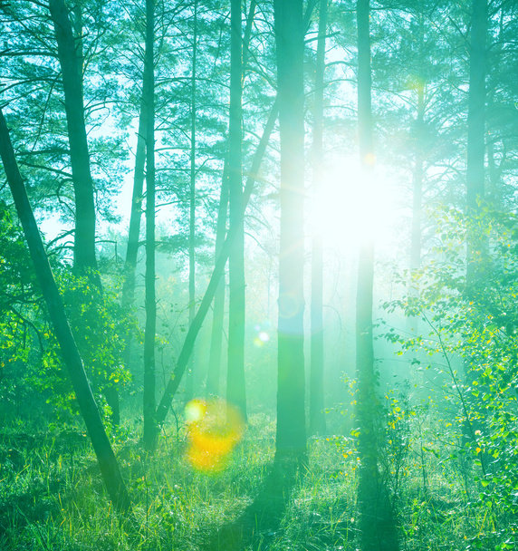 Sunny forest - Photo, Image