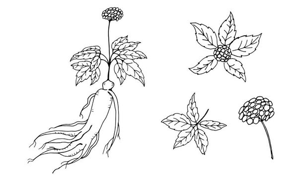 Drawing of leaves and root of ginseng. Ginseng root and berry vector drawing. A sketch of a medicinal plant. Linear graphic design. Black and white image.  - Vektor, obrázek