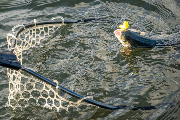 Pesca de truchas con cebos artificiales - Foto, Imagen