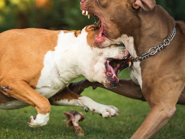 Két kutya amstaff terrier harcol az ételért. Fiatal és idős kutya agresszív viselkedés. - Fotó, kép