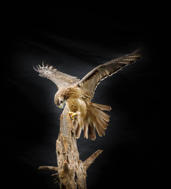 Ritratto di uccello falco ferruginoso con ali spiegate sul tronco d'albero sullo sfondo scuro - Foto, immagini