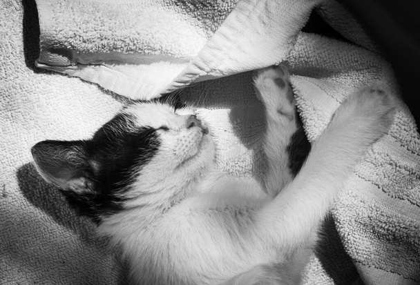 Gros plan du chat dormant sur une serviette - Photo, image