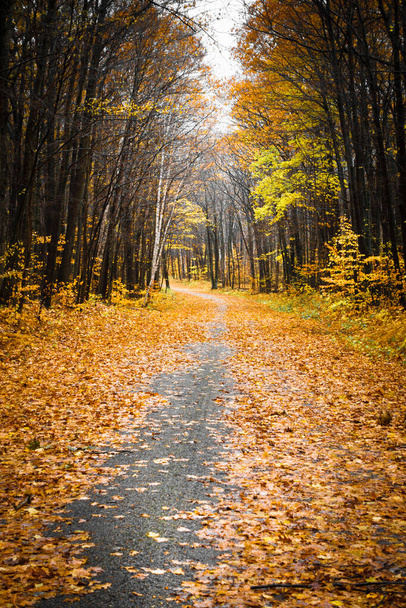 秋の散策路の風景 - 写真・画像