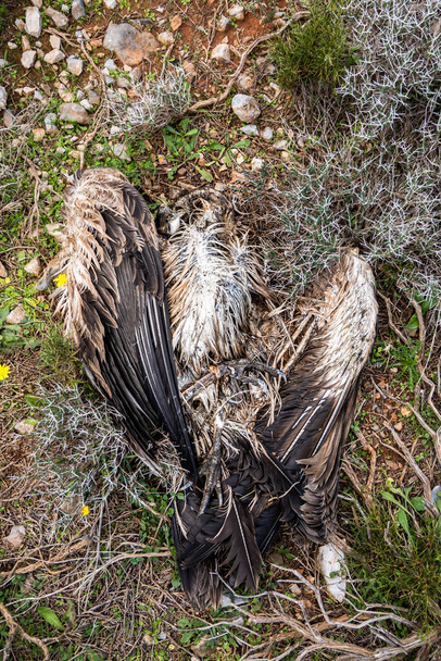 Высокий угол обзора мёртвой птицы - Фото, изображение