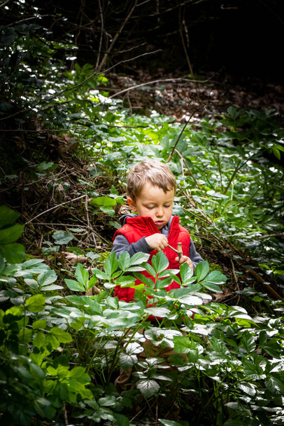 Young boy looking at twig in forest - Photo, Image