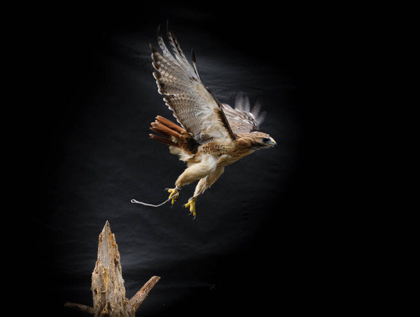 Uccello falco ferruginoso che decolla dal tronco d'albero contro lo sfondo nero scuro - Foto, immagini