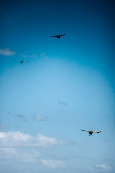 Aves volando contra el cielo nublado - Foto, imagen
