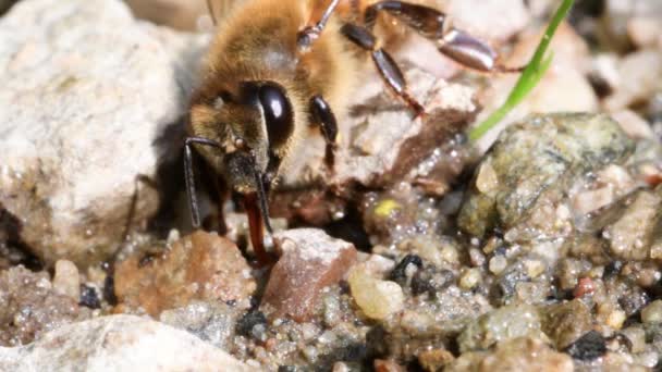 Primo piano dell'ape nella natura - Filmati, video