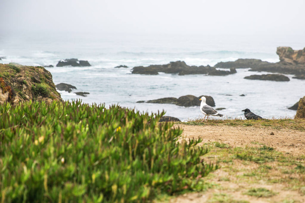 Wybrzeże Oceanu Spokojnego w mieście Monterey w Kalifornii. Stany Zjednoczone Ameryki. Piękna plaża w słoneczny dzień. Krajobraz oceanu. - Zdjęcie, obraz