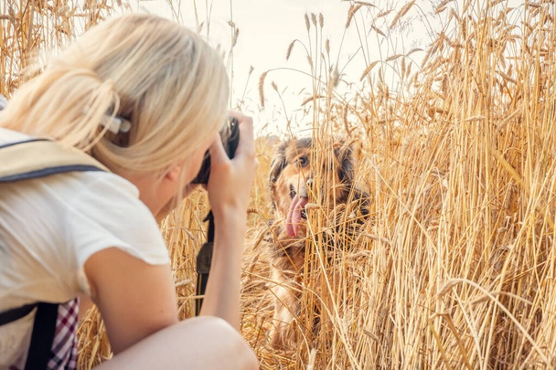 young blonde woman photographer photographs a German shepherd in a wheat field on a summer day - Photo, Image