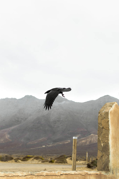 Красивий ворон, що летить у пустельному пейзажі з горами на задньому плані
. - Фото, зображення