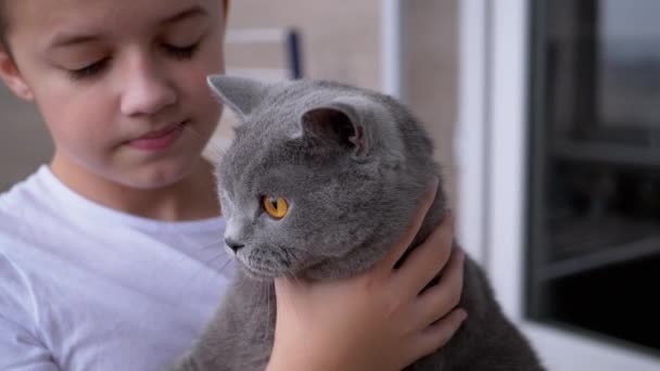 Happy Boy Enge Umarmungen Graue Britische Hauskatze mit großen Augen, Liebe zu Haustieren - Filmmaterial, Video