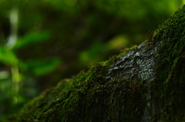 zöld moha háttér textúra gyönyörű a természetben - Fotó, kép