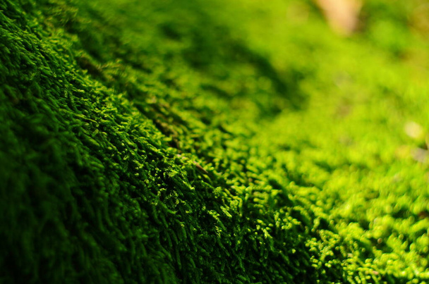 vihreä sammal tausta rakenne kaunis luonnossa - Valokuva, kuva