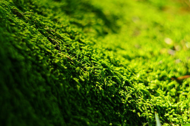 groen mos achtergrond textuur mooi in de natuur - Foto, afbeelding
