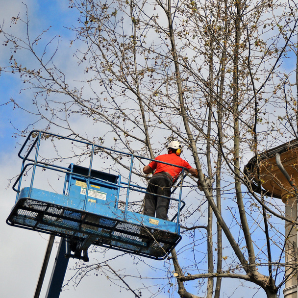 worker assigned to the pruning of a tree  - Photo, Image