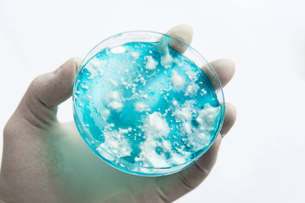 Gomba micélium agaron. Reishi gomba micélium burgonya dextróz agaron. Mikológia nő egy Petri csészében. Fehér háttér. Gombás micélium petri tál. Laboratóriumi tartozékok. - Fotó, kép