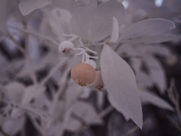 Nahaufnahme einer Pflanze mit Beeren, monochrom getöntes Bild - Foto, Bild