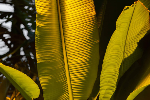 温室内のエキゾチックな植物の厚いジューシーな葉の近く - 写真・画像