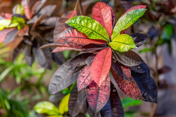 Blízko hustého šťavnatého listu exotické rostliny ve skleníku - Fotografie, Obrázek