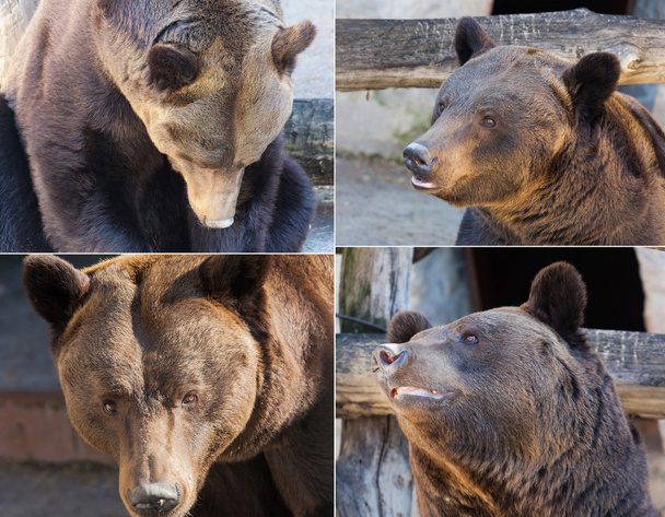 brown bear portrait in nature - 写真・画像