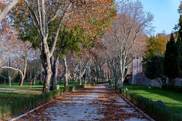 Autumn Platanus alley in sunny day in Istanbul, Turkey - Photo, Image