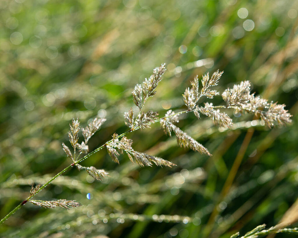 spikelets of a plant on a background of green grass on a sunny day. Spring season. - Valokuva, kuva