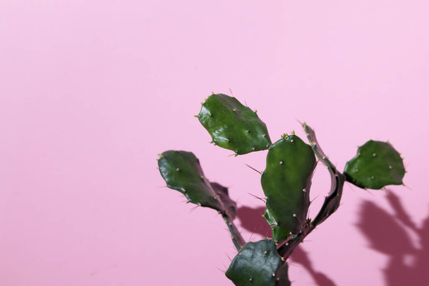 Cactus close up with hard shadow on pink background - Valokuva, kuva