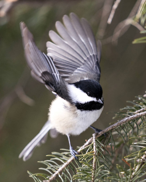 Chickadee close-up profile view on a fir tree branch with spread wings with a blur background in its environment and habitat, displaying grey feather plumage wings and tail, black cap head. Image. Picture. Portrait. Chickadee Stock Photos. - Foto, afbeelding