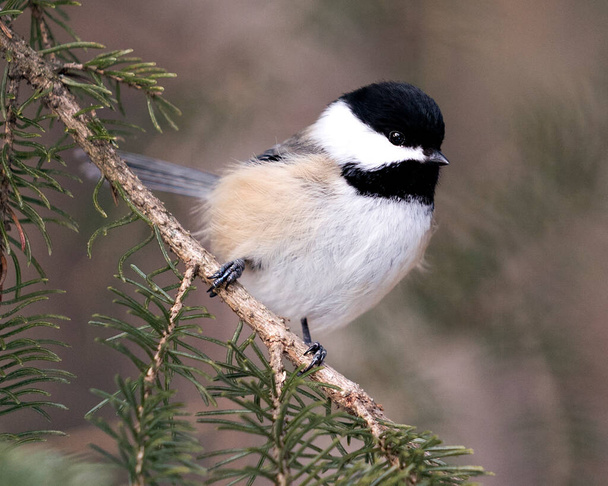 Chickadee close-up profile view on a fir tree branch with a blur background in its environment and habitat, displaying grey feather plumage wings and tail, black cap head. Image. Picture. Portrait. Chickadee Stock Photos. - Foto, imagen