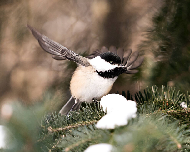 Chickadee close-up profile view perched on fir tree branch with spread wings with a blur background in its environment and habitat, displaying grey feather plumage wings and tail, black cap head. Image. Picture. Portrait. - Fotó, kép