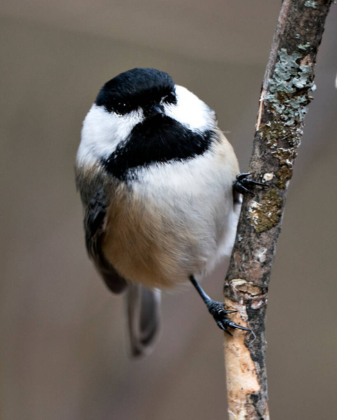 Chickadee close-up profile view on a tree branch with a blur background in its environment and habitat, displaying grey feather plumage wings and tail, black cap head. Image. Picture. Portrait. - Photo, image
