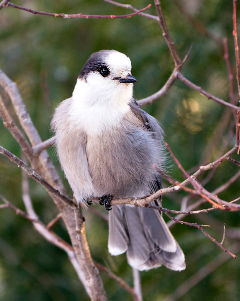 Gray Jay close-up profile view perched on a tree branch in its environment and habitat, displaying grey feather plumage and bird tail.  Image. Picture. Portrait. Gray Jay bird stock photos.  - Zdjęcie, obraz