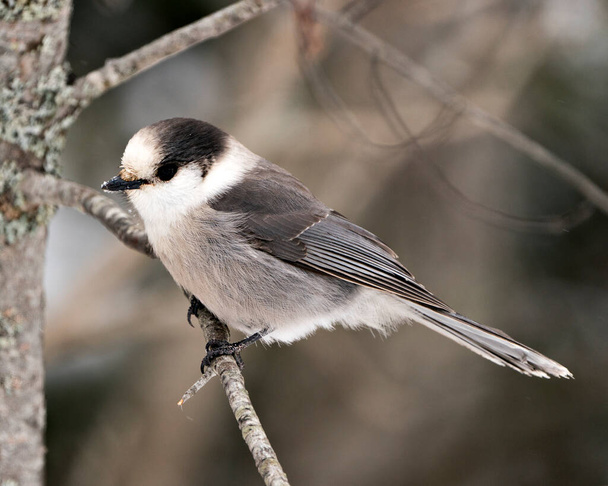 Grey Jay close-up profile view perched on branch with blur background in its environment and habitat. Image. Picture. Portrait. - Fotografie, Obrázek