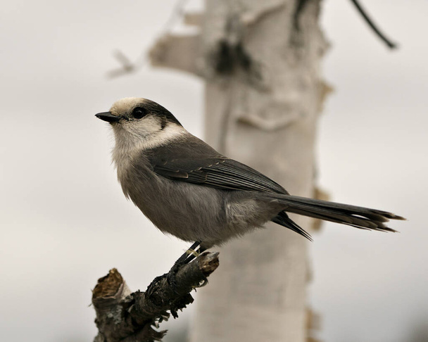 Na větvi stromu s rozmazaným pozadím ve svém prostředí a stanovišti se tyčil zblízka vyhlídkový profil Grey Jay, zobrazující šedá křídla z peří a ocas. Obrázek. Fotka. Portrét. - Fotografie, Obrázek