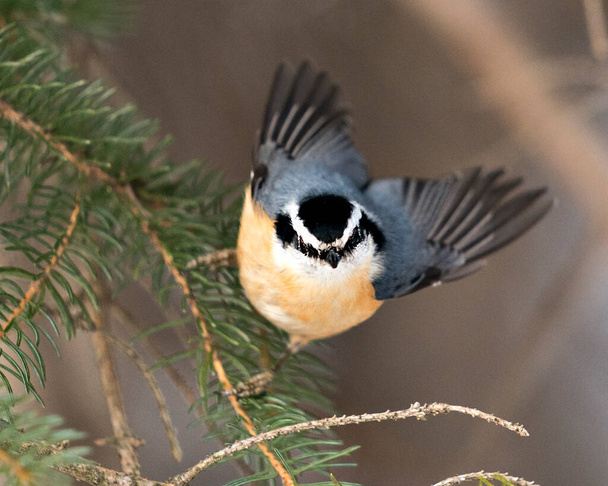 Nuthatch close-up profile view perched on a fir tree branch with spread wings in its environment and habitat with a blur background, displaying feather plumage and bird tail.  Image. Picture. Portrait. Nuthatch stock photos.  - Foto, afbeelding