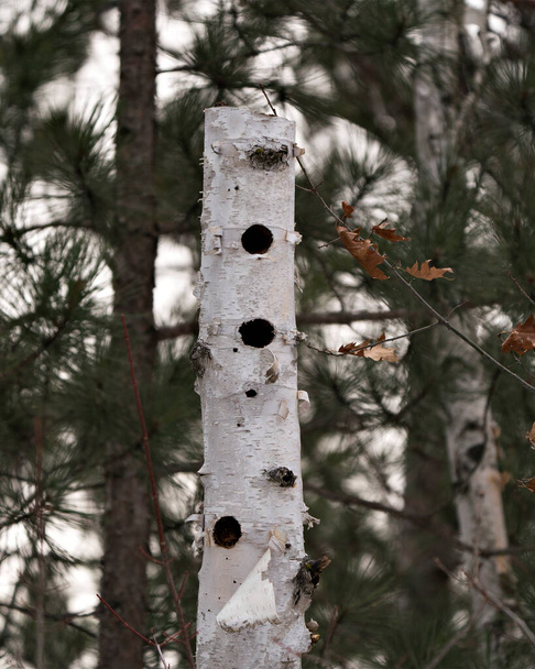 Birch dead tree with hollow naturally formed holes in the forest with a blur pine tree background  Image. Picture. Portrait. - Photo, Image